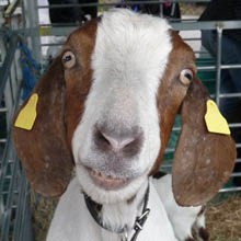 Dizzy the Boer Goat